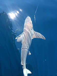 Shark Page 3